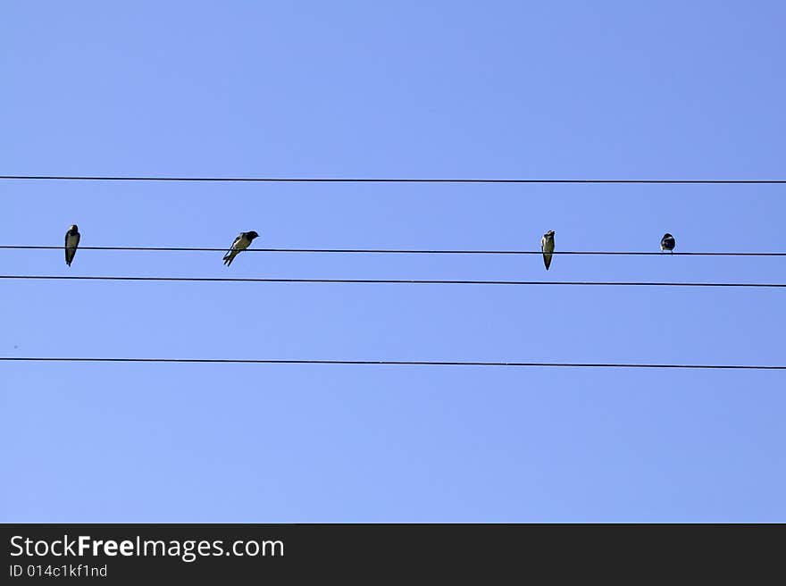 Four birds on the wire, blue sky behind