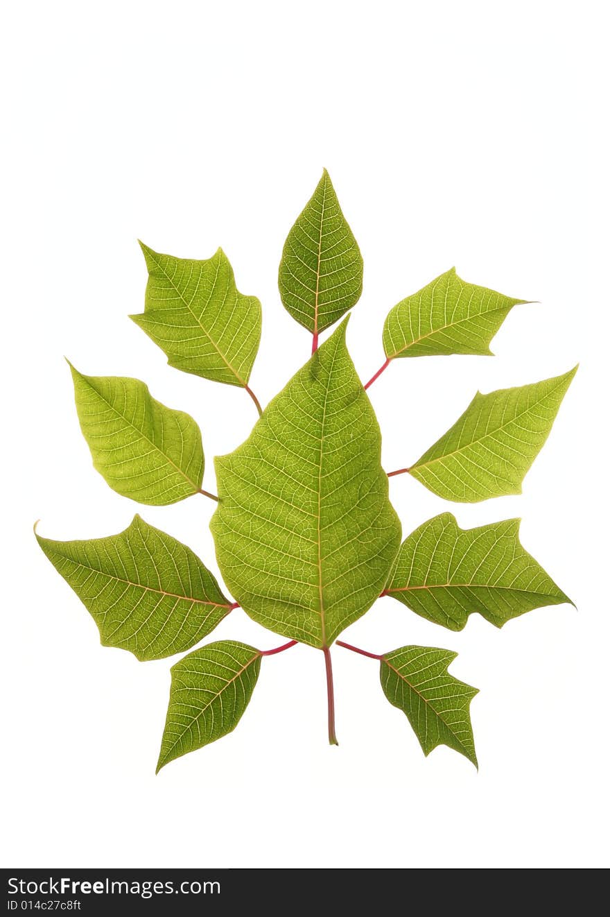 Leaves as the tree isolated on white background