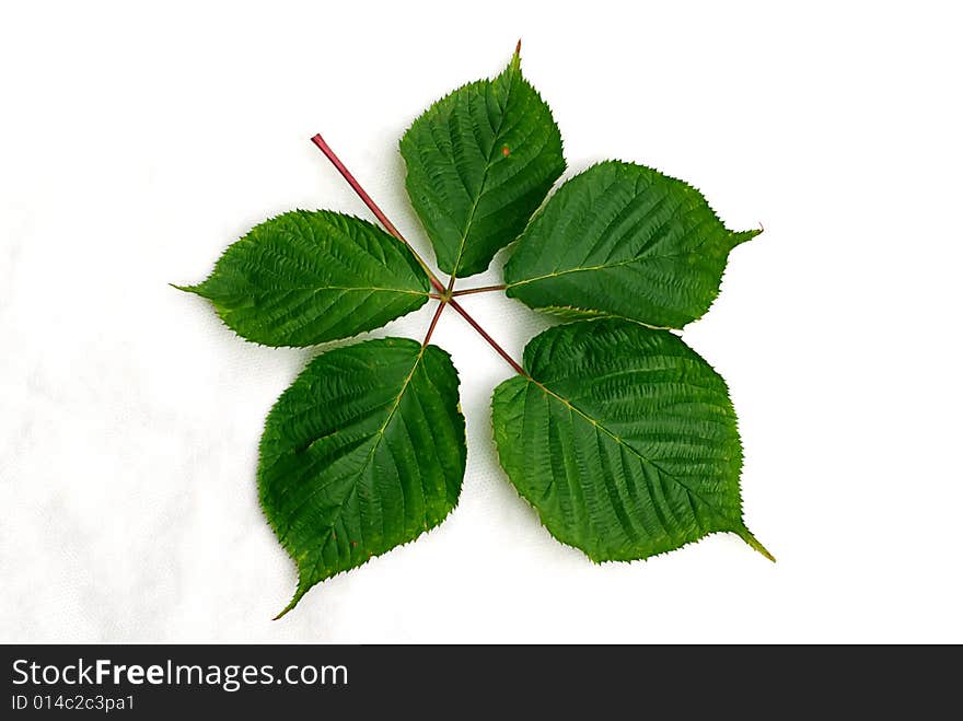 Green leaves isolated in white