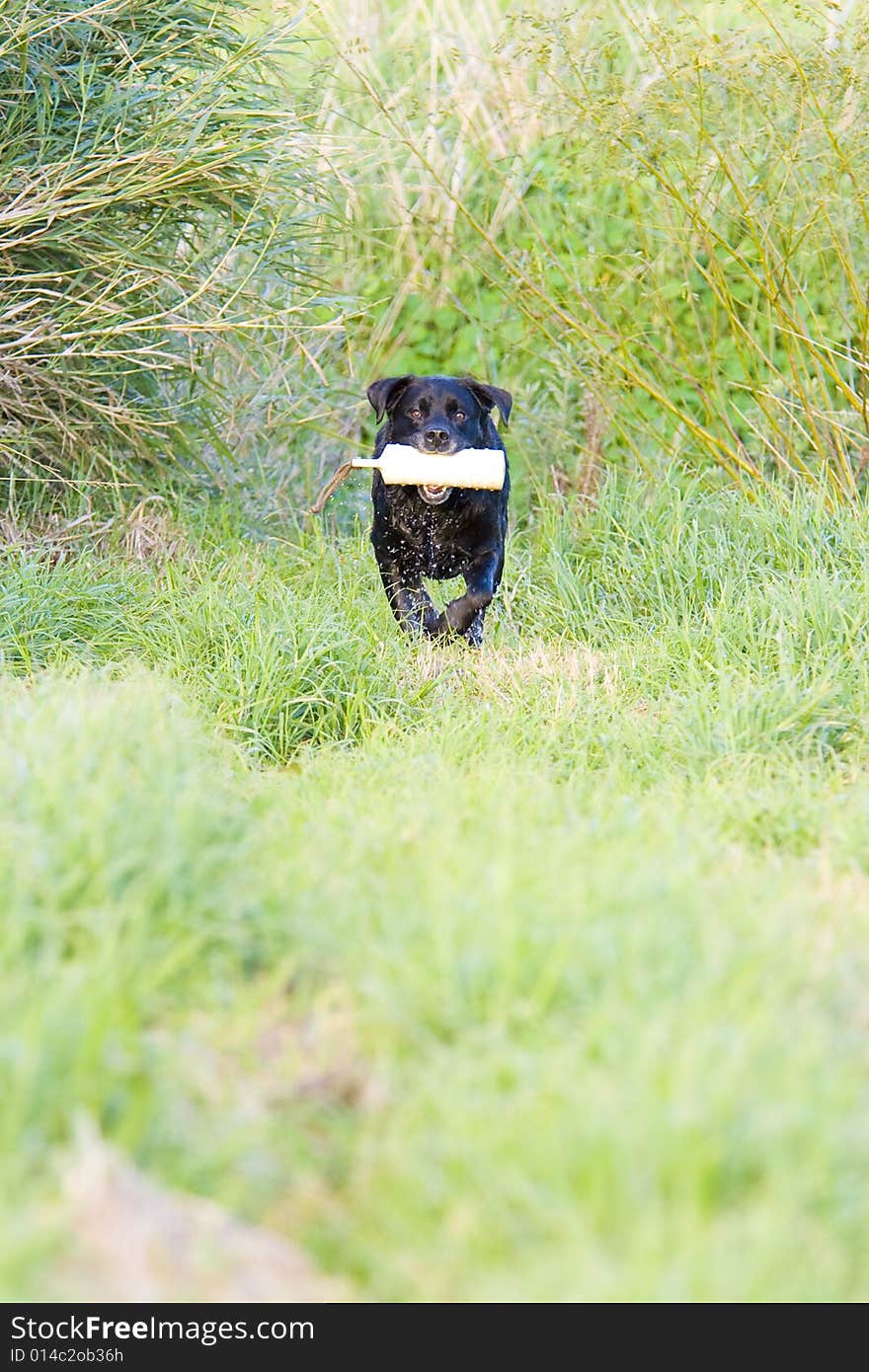 A working champion black Labrador retriever in training, running and jumping with a training dummy. A working champion black Labrador retriever in training, running and jumping with a training dummy.