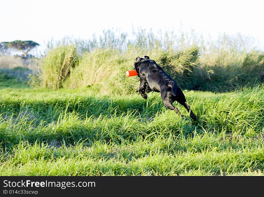 A working champion black Labrador retriever in training, running and jumping with a training dummy. A working champion black Labrador retriever in training, running and jumping with a training dummy.