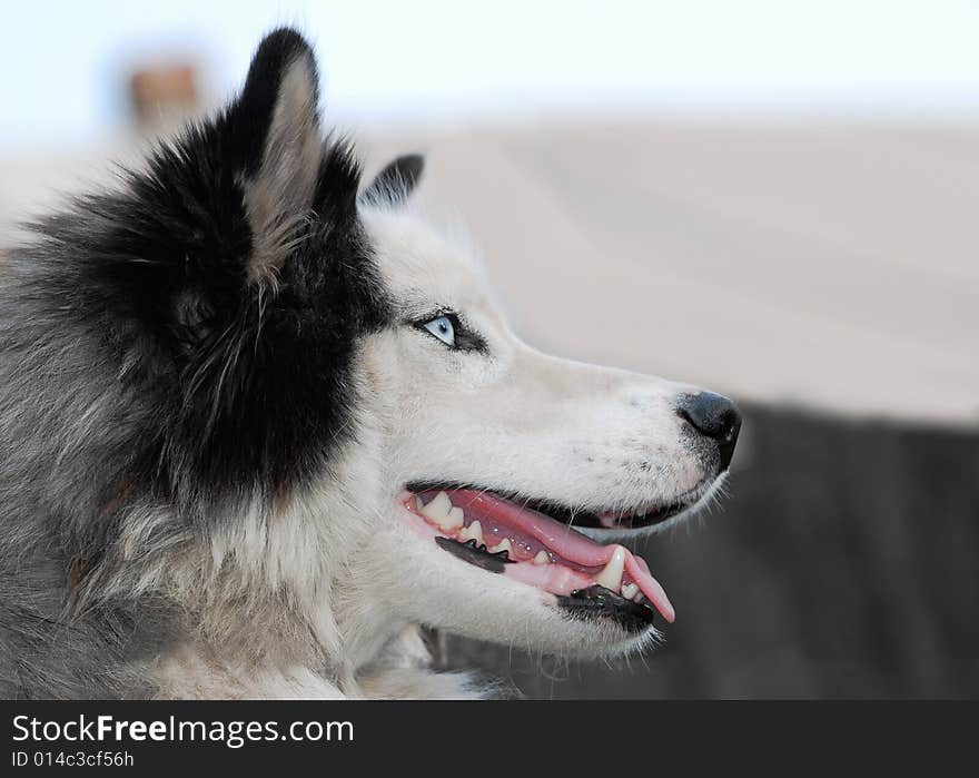 A close-up of a Husky dog with a blue eye