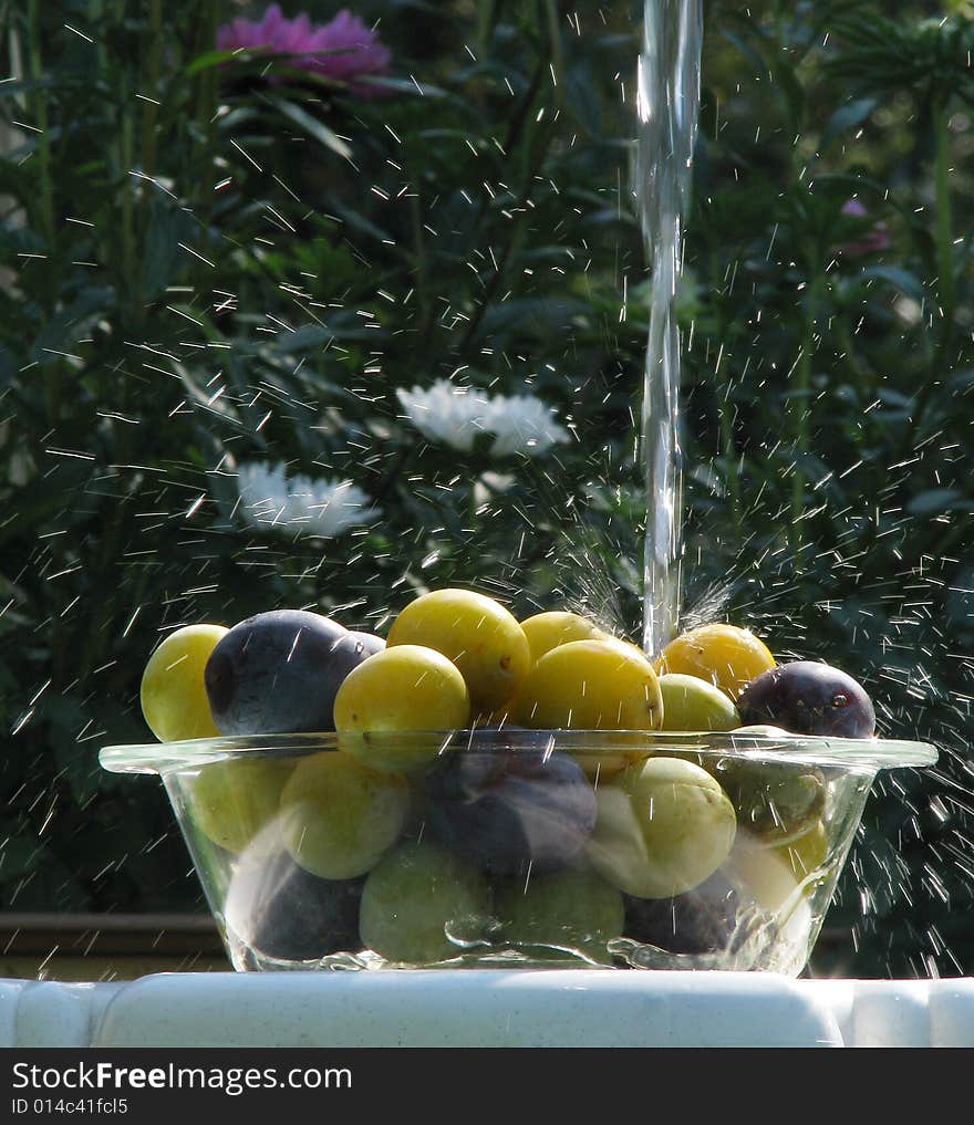 Plums under water stream in sunny day