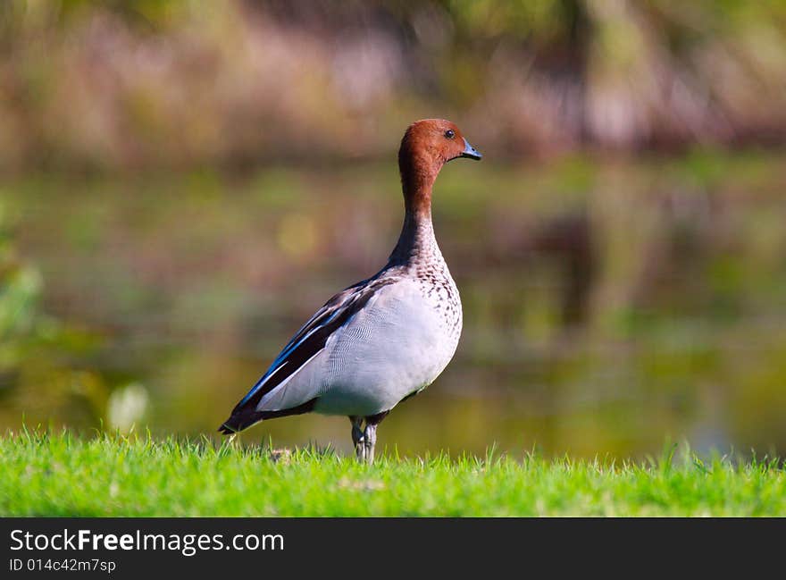 Duck at a duck pond looking