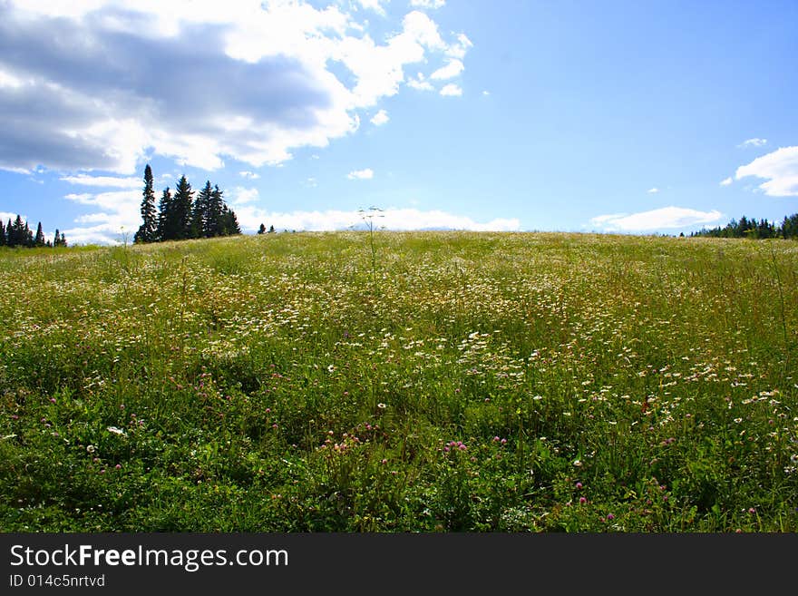 Camomile Meadow