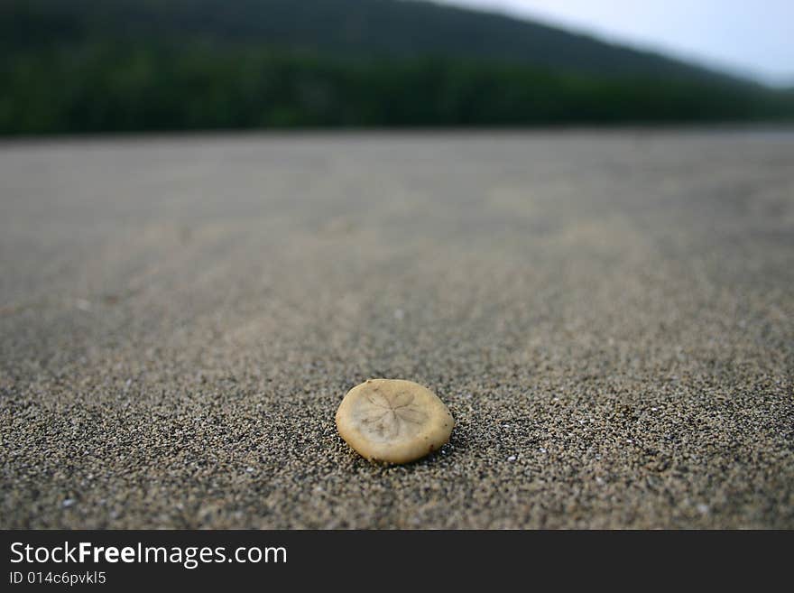 Sea Shell On Beach