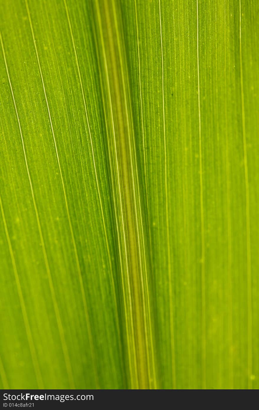 An abstract background of the corn leaf close-up. An abstract background of the corn leaf close-up