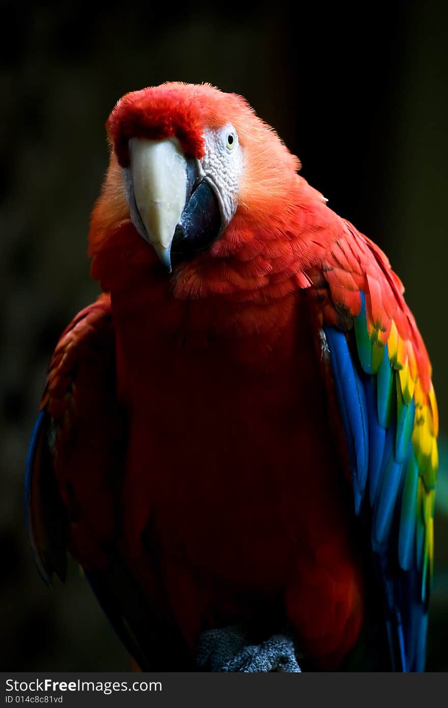 Scarlet Macaw Parrot - tropical bird, native to  American rainforests