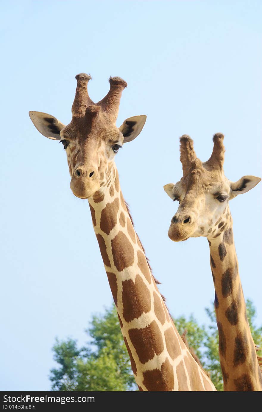 Giraffe couple iwith blue sky and trees. Giraffe couple iwith blue sky and trees