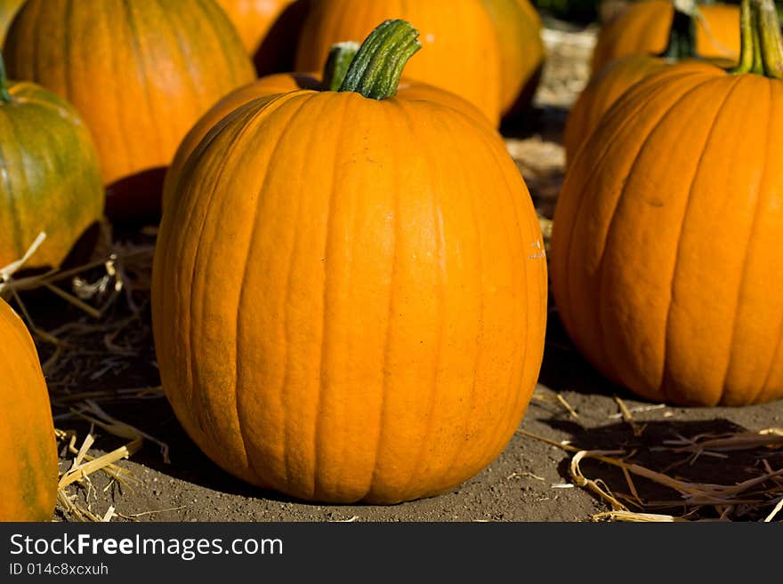 Ripe pumpkins on the farm