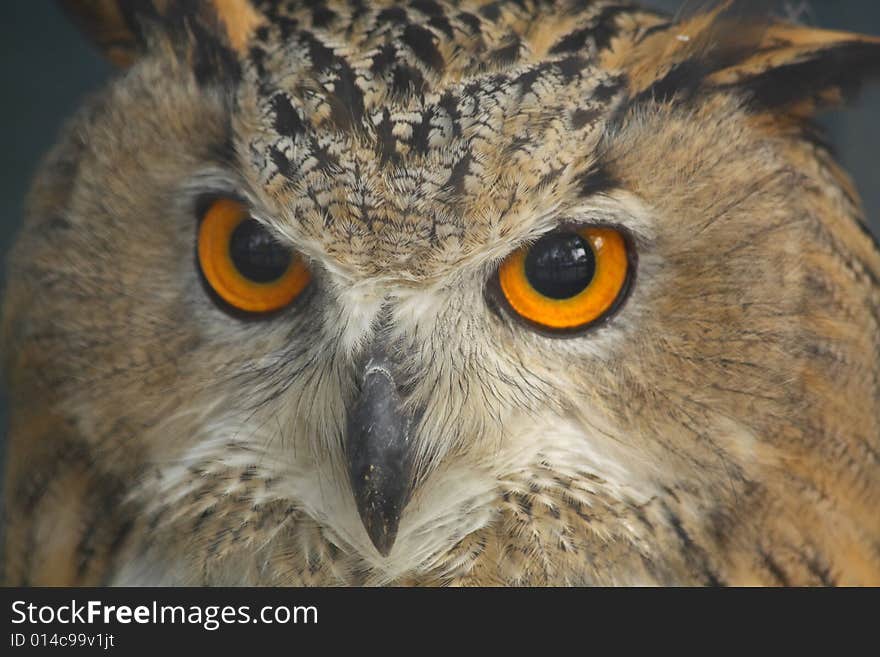 Close up of the owl's head.