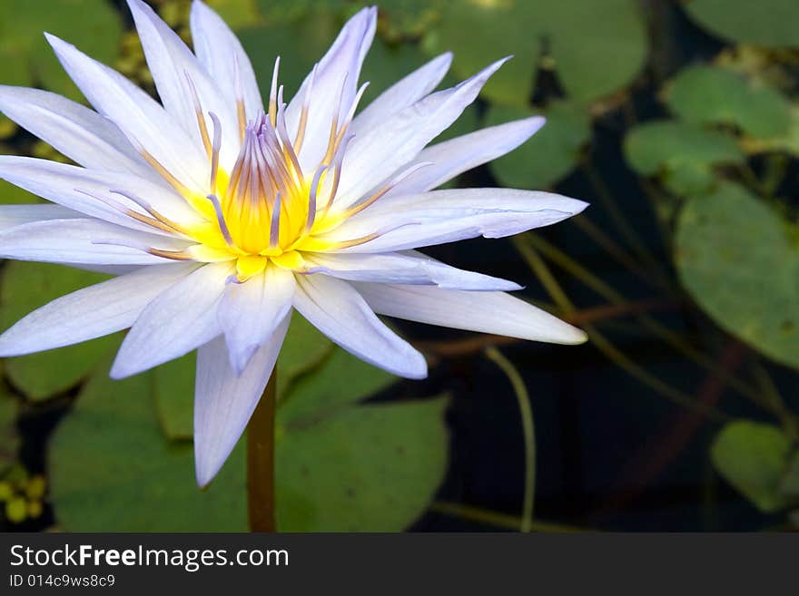 Beautiful blue lily in the water. Beautiful blue lily in the water