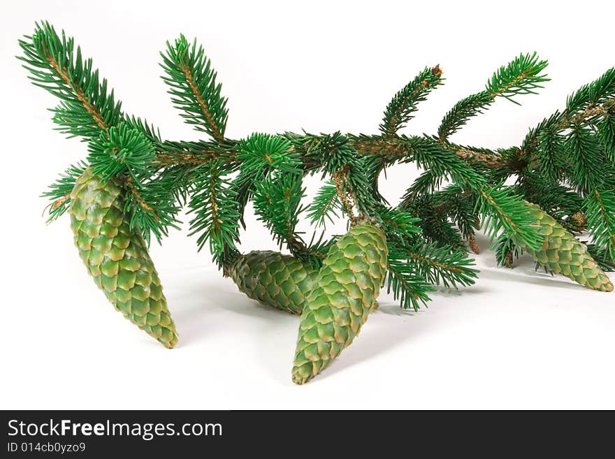 Fir cones