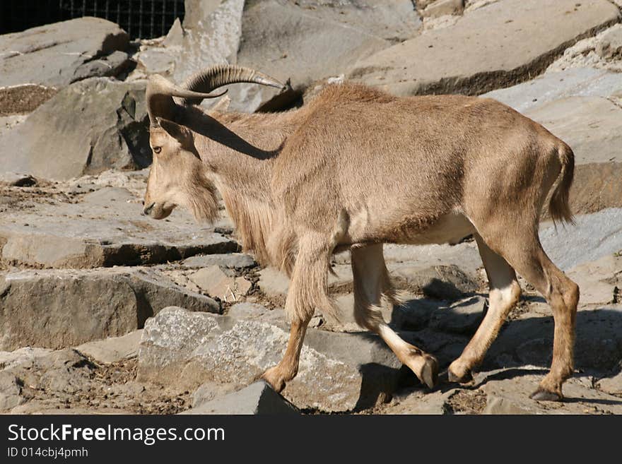 African antelope walking thru the rocky area. African antelope walking thru the rocky area