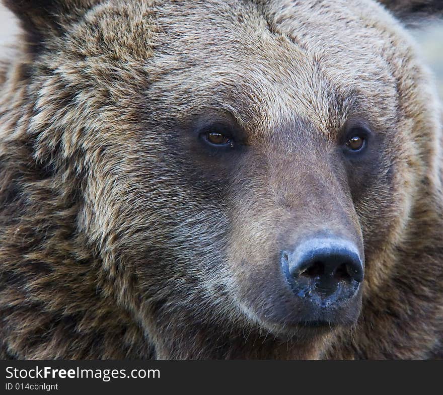 Portrait of a brown bear