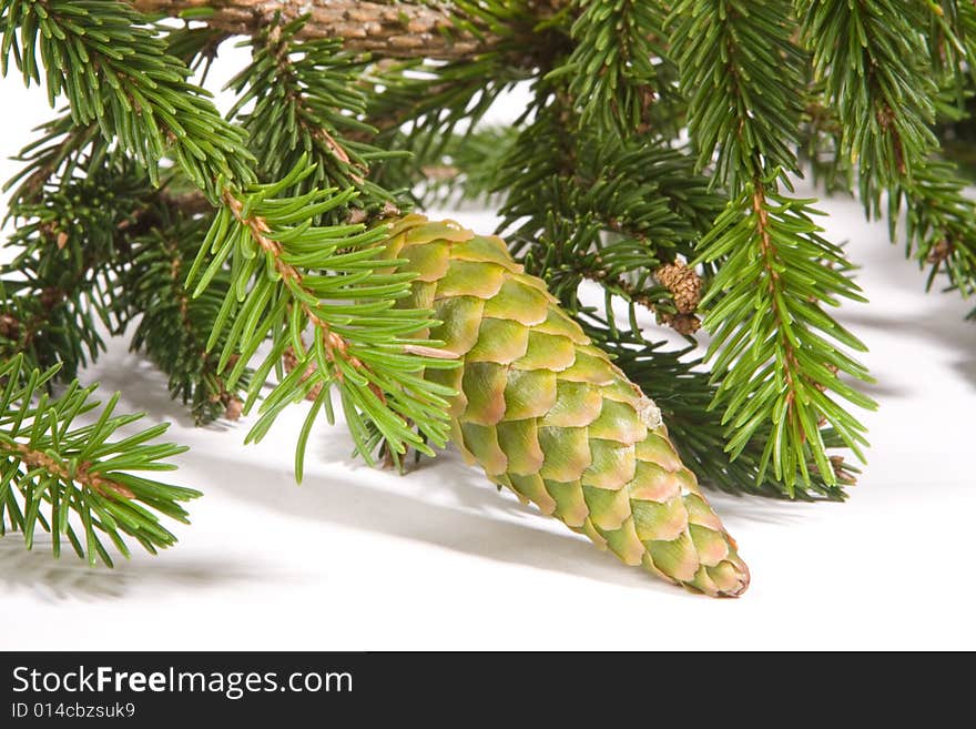 Fir cones