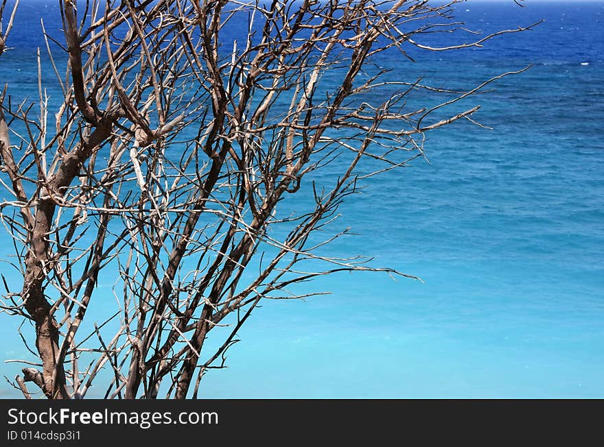 Turquoise sea seen through a tree without leaves. Turquoise sea seen through a tree without leaves.