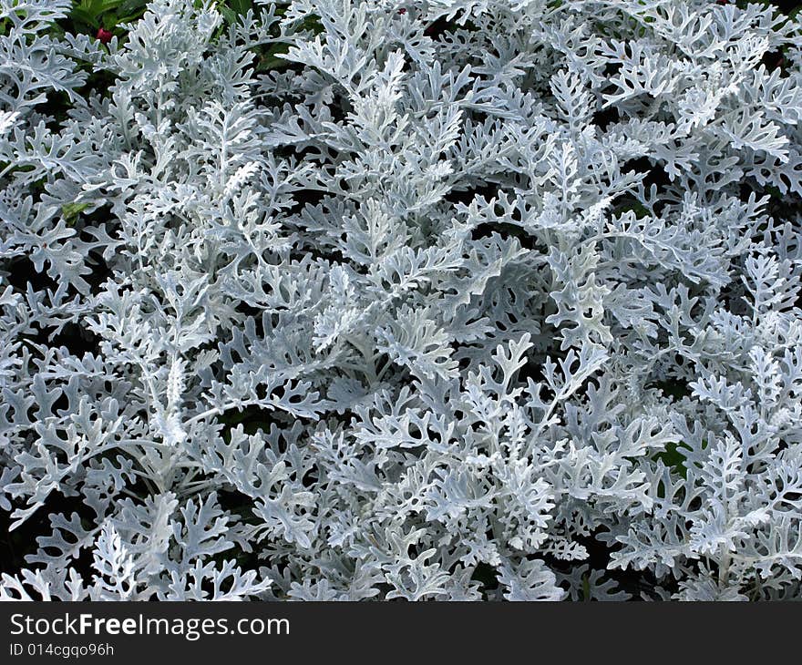 Decorative white plants in flowerbed. Decorative white plants in flowerbed