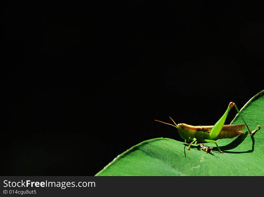 1 legged grasshopper caught resting on top of a leave. 1 legged grasshopper caught resting on top of a leave.