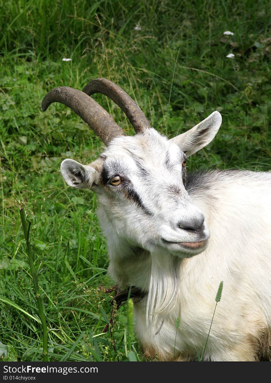 Goat On A Pasture