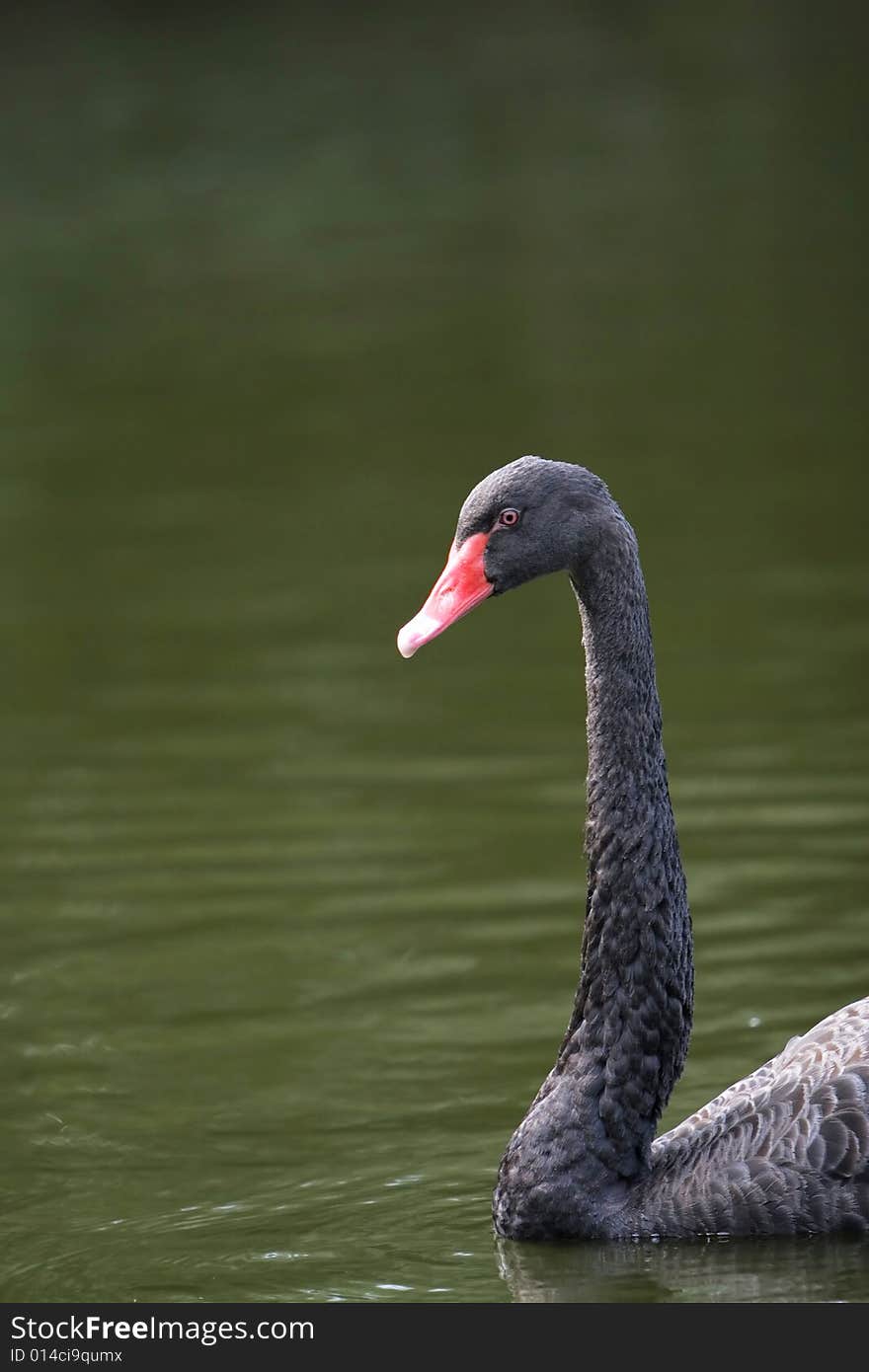 The black swan in the zoo of china