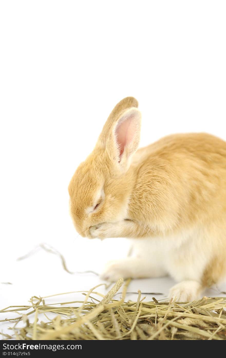 Rabbit washing the face on timothy hay