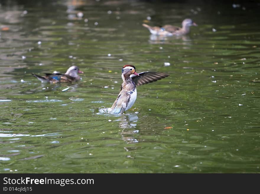 The mandarin duck in a park china