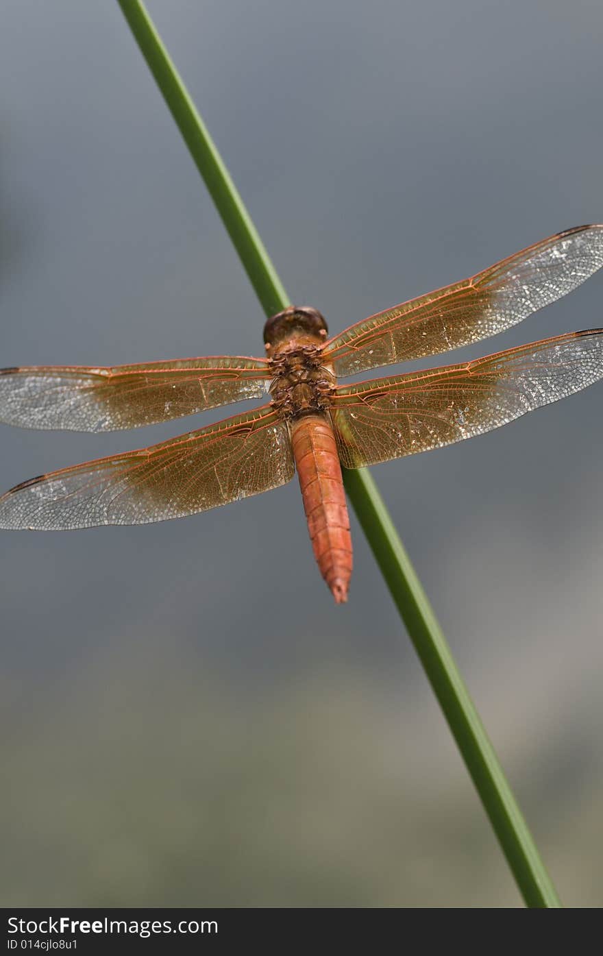 Dragon Fly over Water in Oklahoma