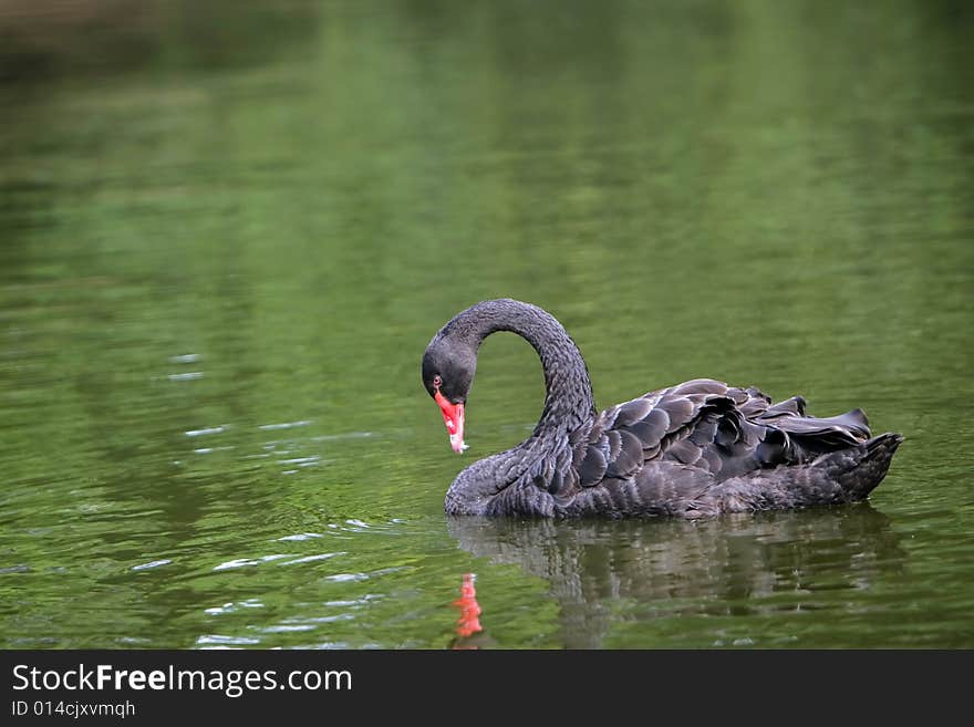 The black swan in the zoo of china