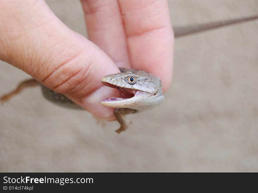 A Southern Alligator lizard, different from the blue bellie lizard. A Southern Alligator lizard, different from the blue bellie lizard