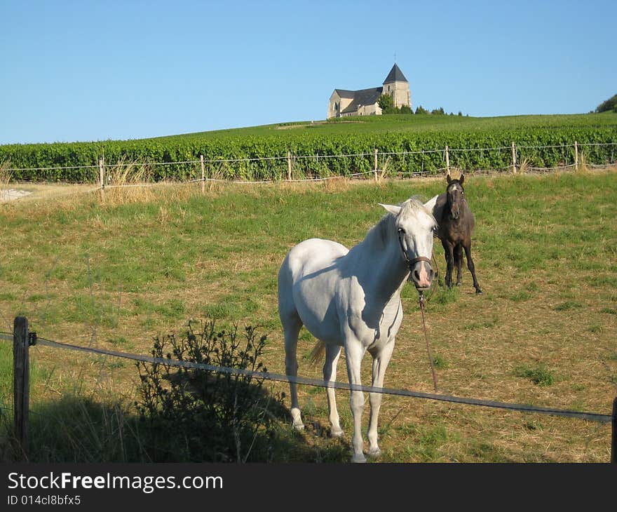 French Countryside With Horses