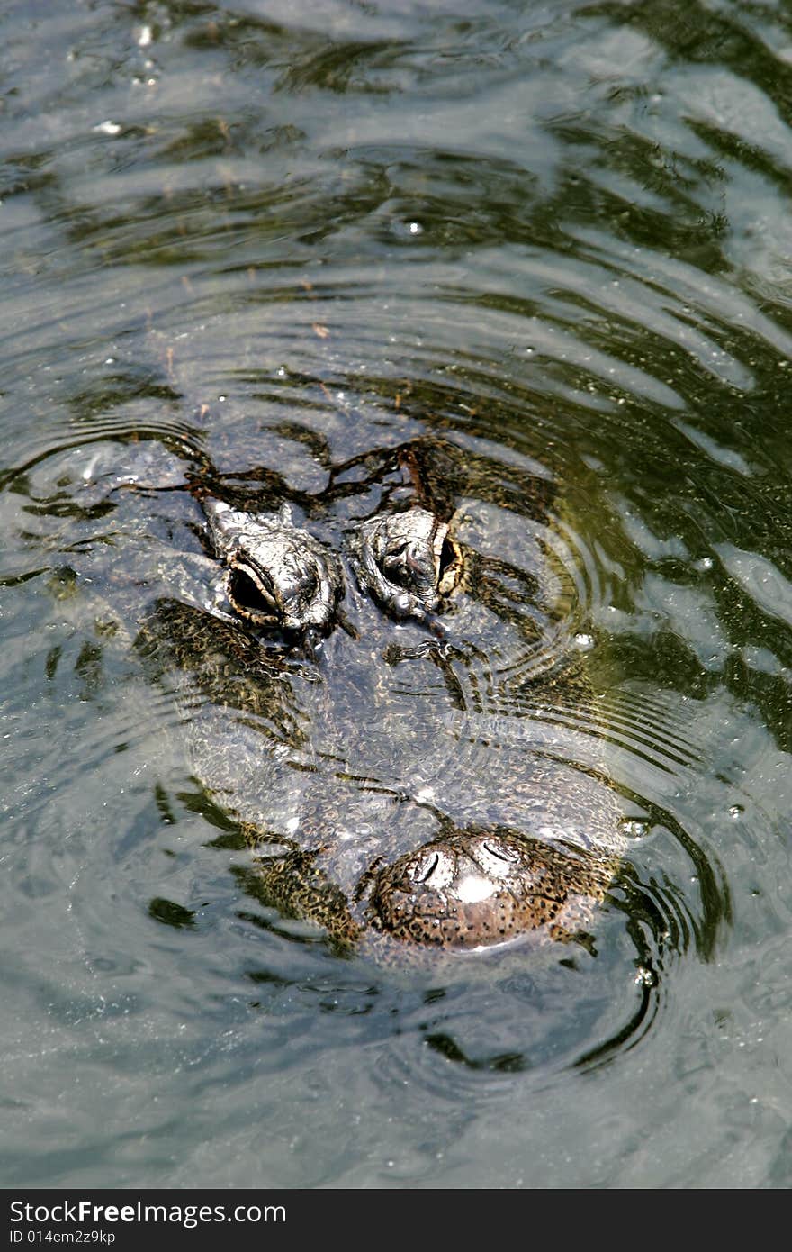 Alligator Surfacing