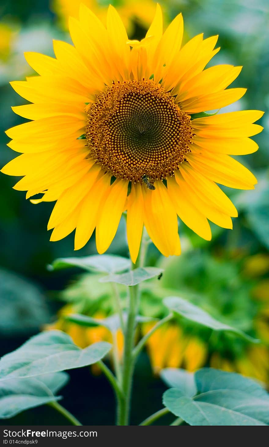 Sunflower background for your design