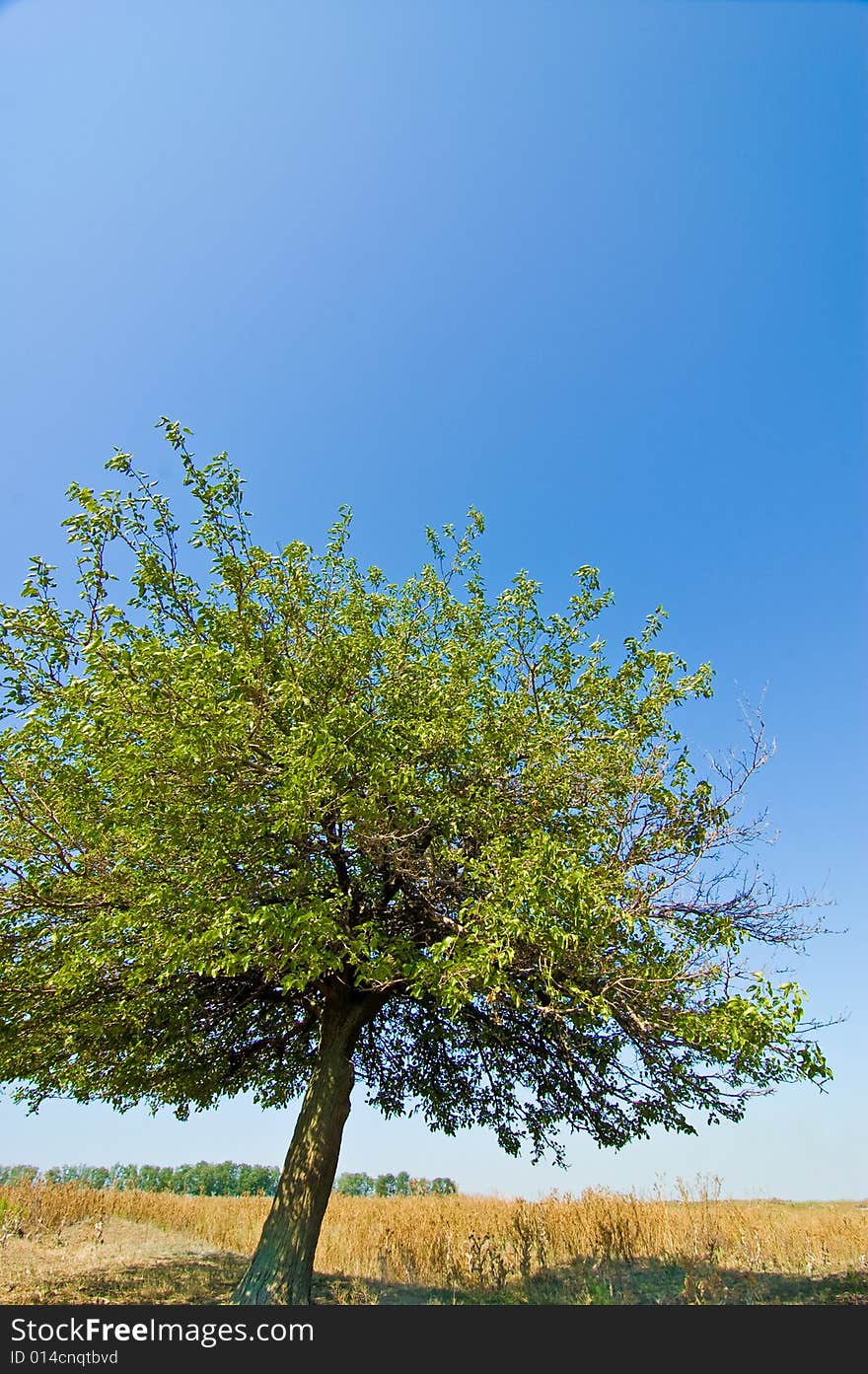 A tree in yellow field