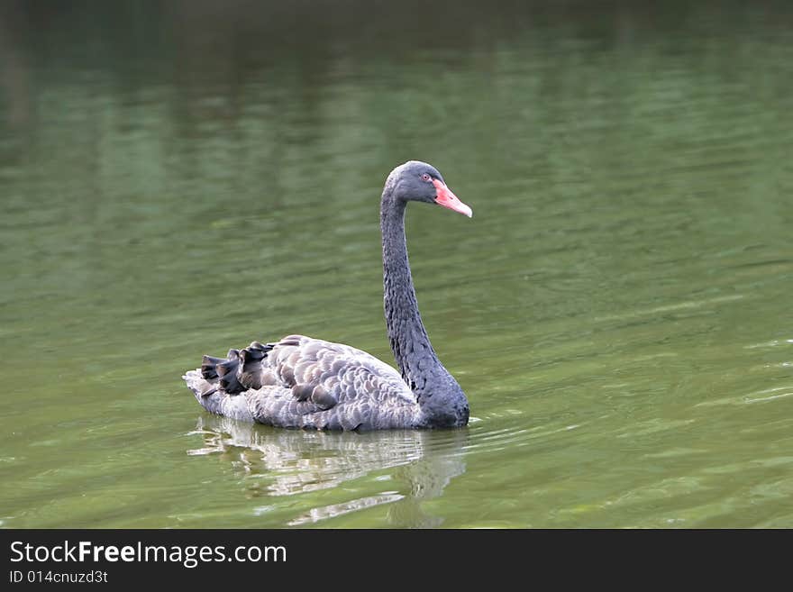 The black swan in the zoo of china