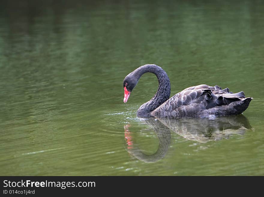 The black swan in the zoo of china