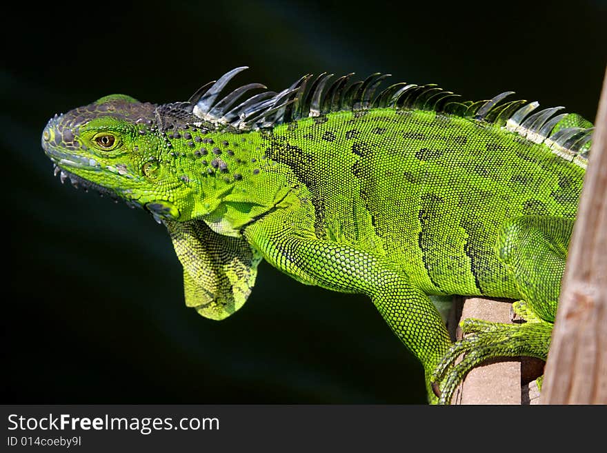 Iguana Wasn T Scared While We Were  Fishing Nearby