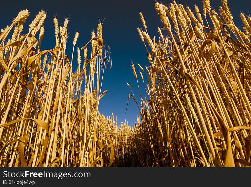 Wheat field