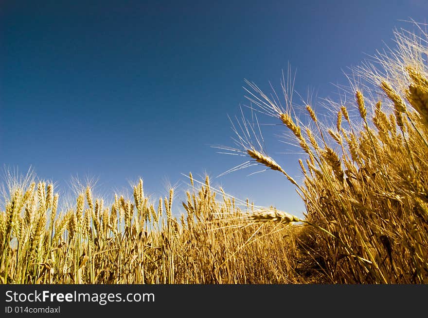 Wheat Field