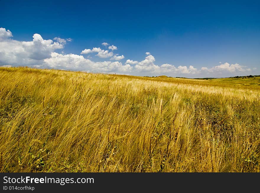 Feather Grass