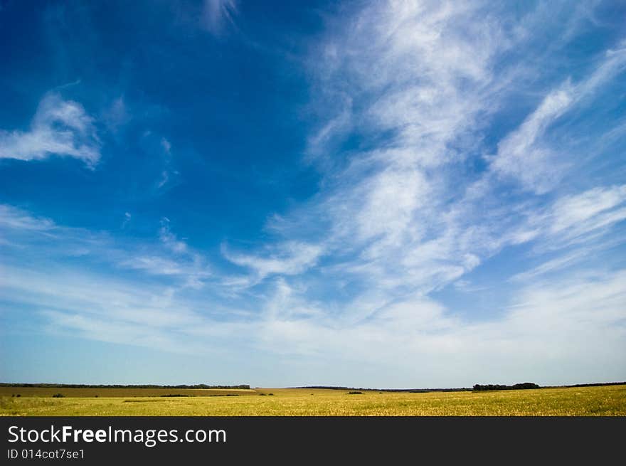 Summer landscape