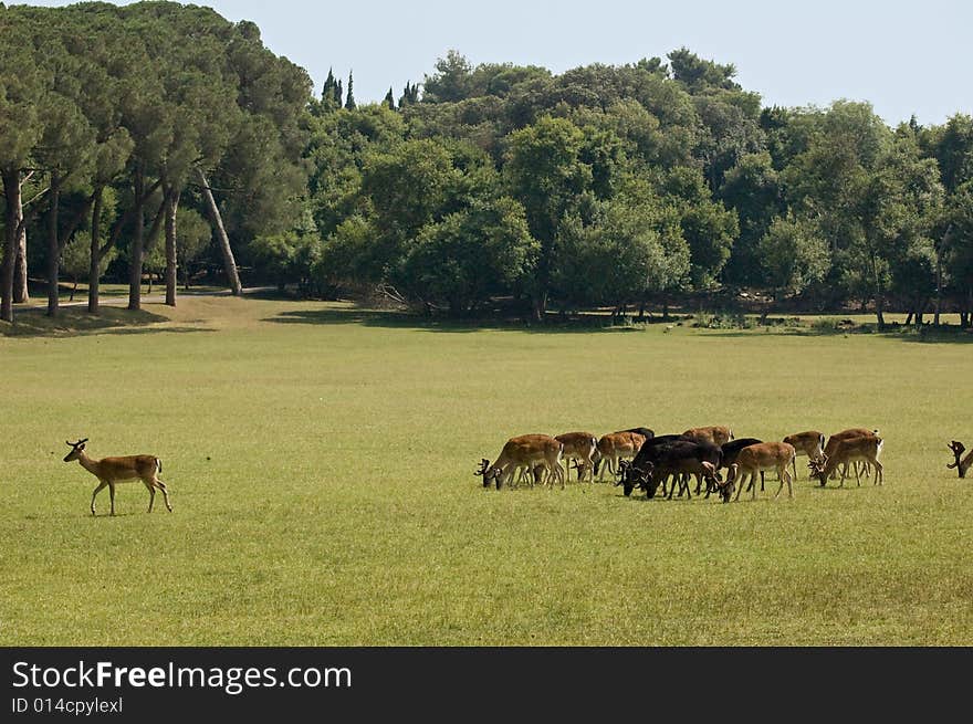 Photo of a herd of deers grazing in the medow. Photo of a herd of deers grazing in the medow