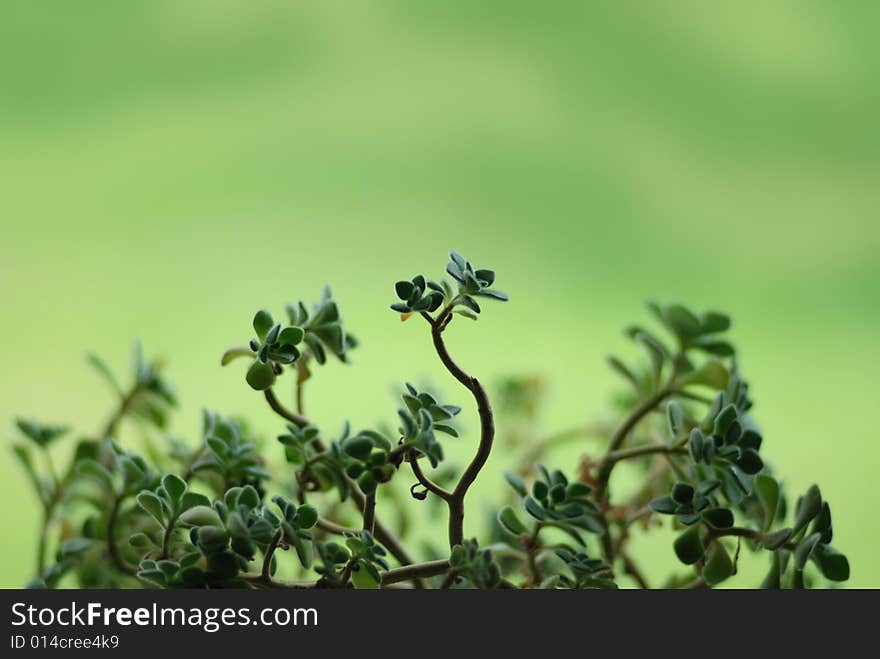 Green leaves on green background