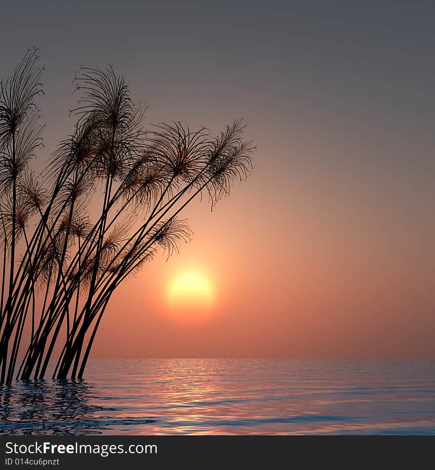 Water plants on a sea sunset  background. Water plants on a sea sunset  background.