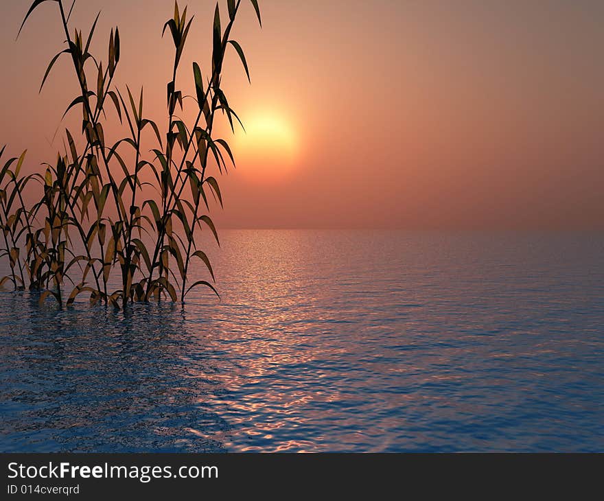 Water plants on a sea sunset background . Water plants on a sea sunset background .