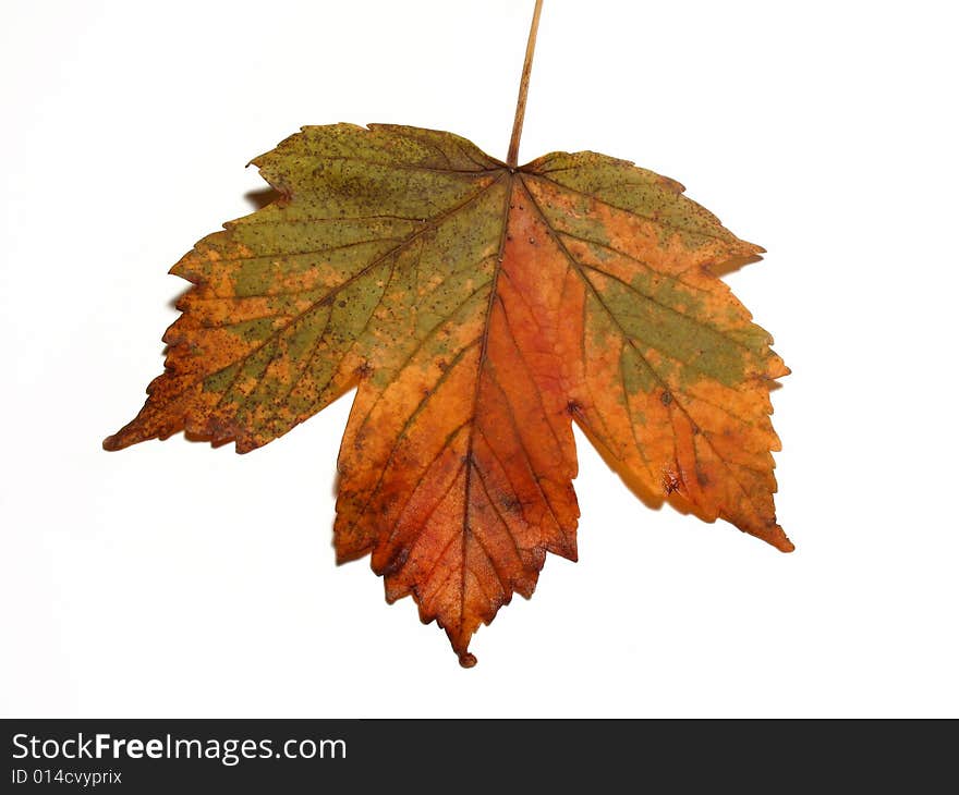 Detail of isolated maple leaf