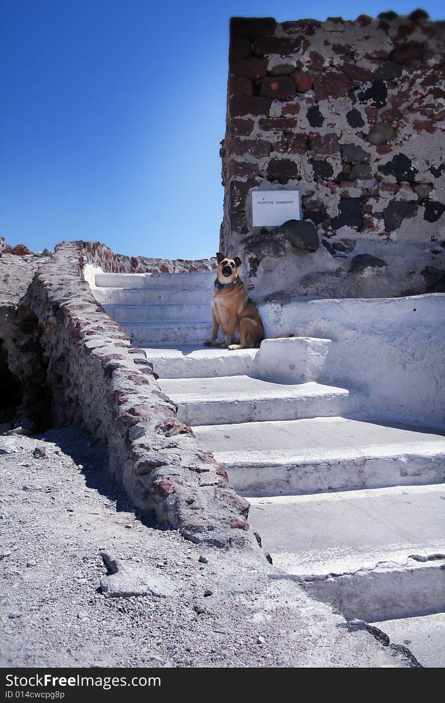 Guard Dog in Santorini