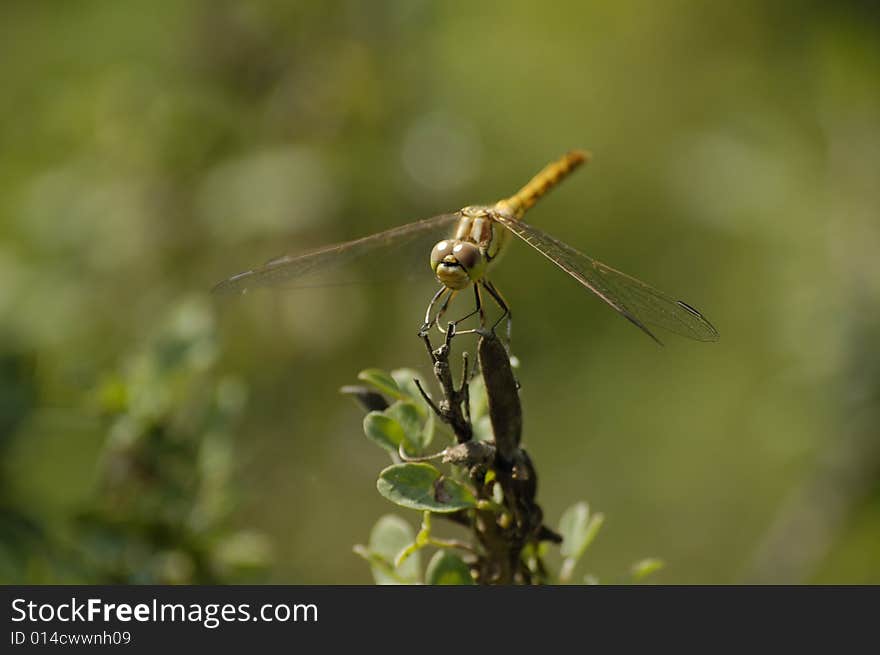 Dragonfly