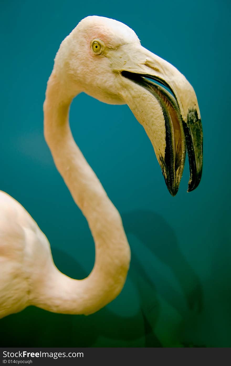 White flamingo on a dark blue background. With an open beak