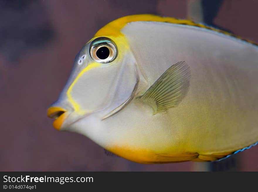 Blonde Naso Tang